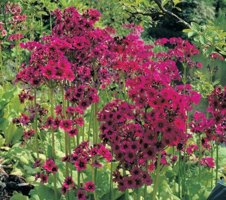 Robertas 6-pc. Late Blooming Japanese Primrose Collection - M29287