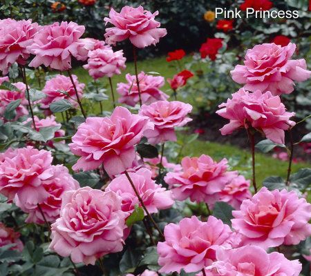 Cottage Farms 4-piece Sub-Zero Hybrid Tea Rose Collection - M29687