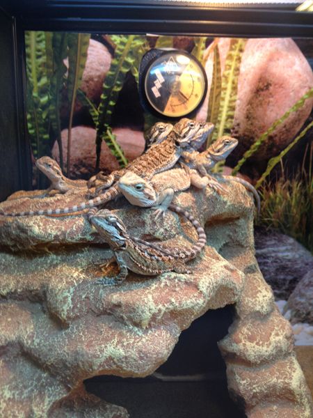 lizards fighting for warmth!