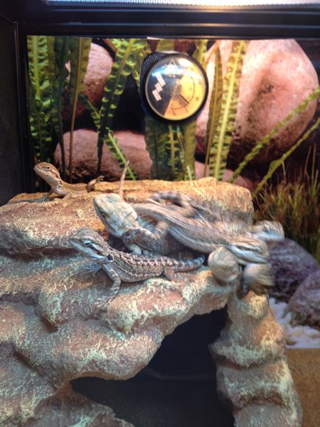 lizard mountain toppling over!